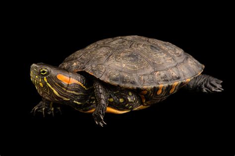 Ani075 00333 Joel Sartore