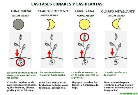 La Luna Y Su Efecto En Las Plantas Ecocosas