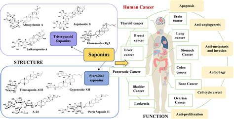 Frontiers Effects Of Saponins From Chinese Herbal Medicines On Signal