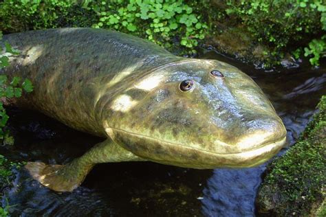 Tiktaalik Mundo Prehist Rico Foro De Paleontolog A