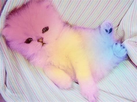 Rainbow Cat Crazy About Cats And Kittens Pinterest