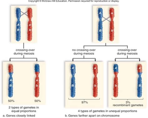 Biology Chapter Chromosomal Basis Of Inheritance Flashcards Quizlet