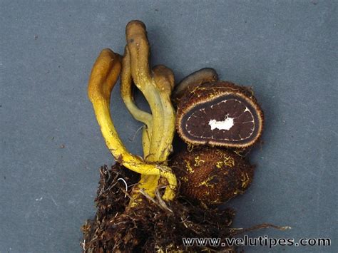 Elaphomyces granulatus, mäntymaahikas @ Natural Fungi in Finland