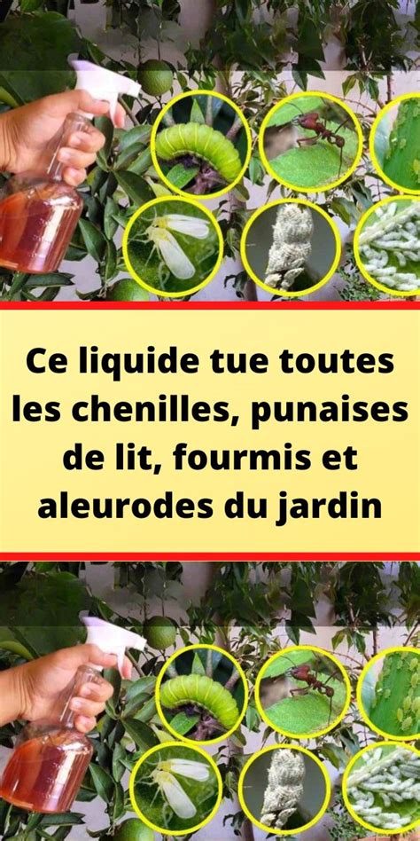 Ce Liquide Tue Toutes Les Chenilles Punaises De Lit Fourmis Et