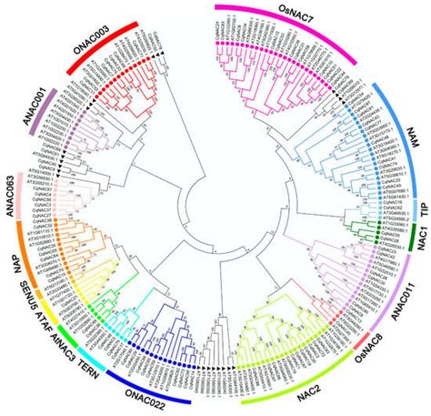 Genome Wide Identification Characterization And Expression Analysis