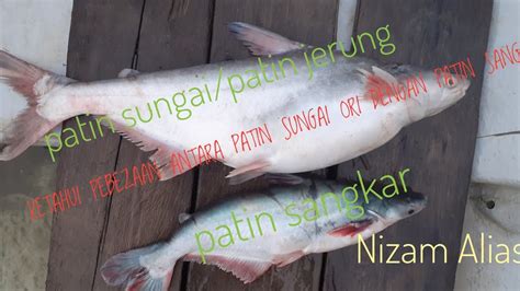 Ikan Patin Ini Harganya Rm Sekilo Apa Bezanya Dengan Patin Lain