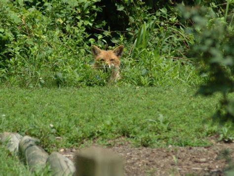 Colvin Run Habitat: Happier Days - Previous Foxes