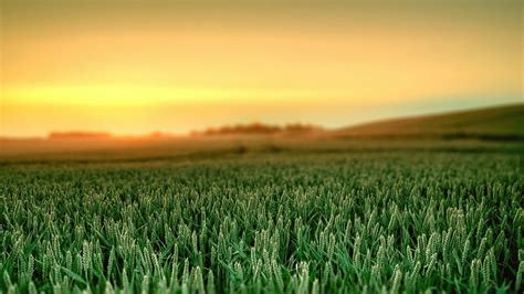 Wheat Crop Field Sunset HD Naturaleza Puesta De Sol Campo Trigo