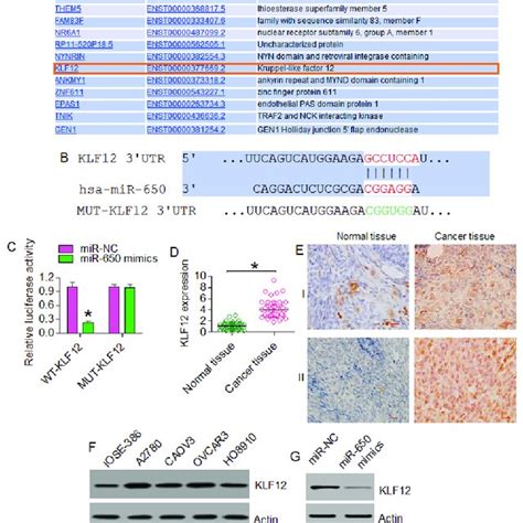 Mir Tatgets Klf In Ovarian Cancer Cells A Targetscan Analysis