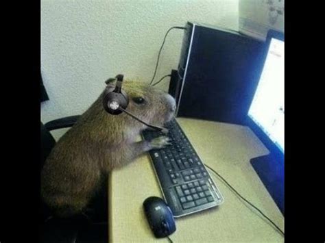 Capibara Jugando Youtube