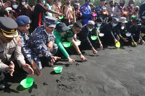 Cegah Abrasi Ribuan Pohon Cemara Dan Mangrov Ditanam Di Pantai Cemara