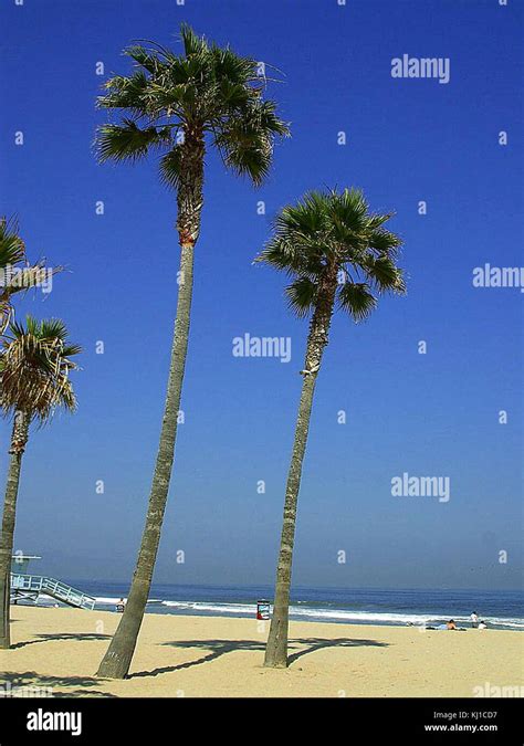 Palm Trees Tropical Beach Stock Photo Alamy