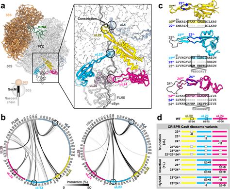 Ribosomal Proteins At The Exit Tunnel And Their Structural Modification