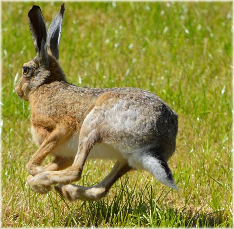 Hare Free Stock Photo Public Domain Pictures