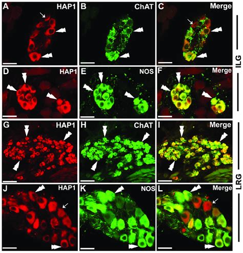 Double Immunofluorescence Staining For HAP1 With ChAT Or NOS