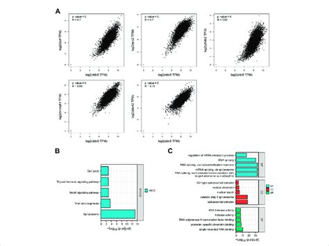 Co Expression Of Ddx5 And Ddx5 Related Gene A Kegg Pathway Analysis