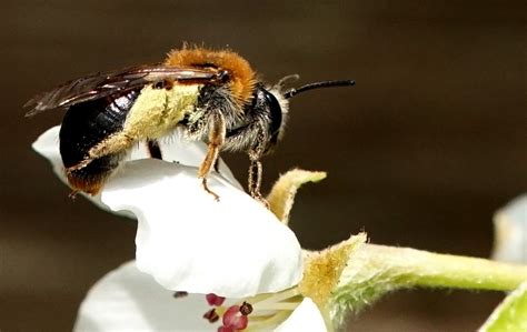 Rødhalet Jordbi Observation Nb 4537117 Naturbasen