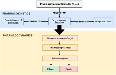 Introduction 3 Pharmacodynamic Youtube Bank2home