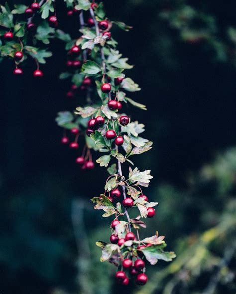 Untitled Berry Plants Berries Aesthetic Berries