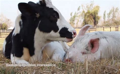 Rescued Cow And Pig Cuddle Up In Their Sanctuary Home Video Mercy