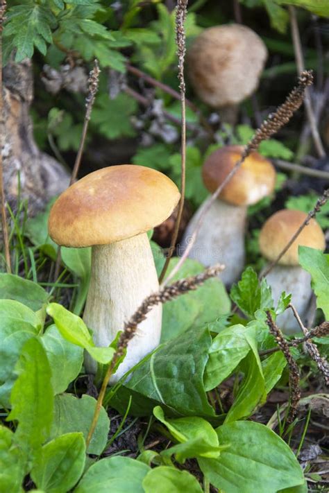 Mushrooms In The Forest Porcini Mushrooms Grow In A Heap In The Grass