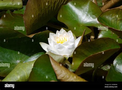 Single White Water Lilly Nymphaea Alba Flower Floating In Lilly Pond