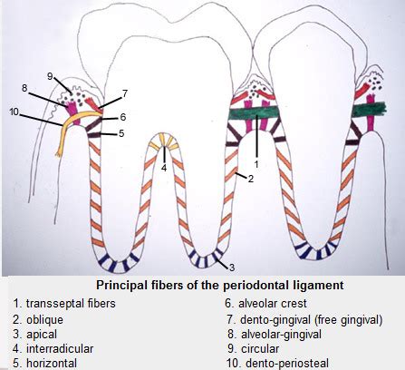 Periodontal Ligament And Bone Flashcards Quizlet