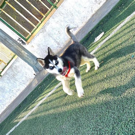 Siberian Husky Puppies Guide (Everything You Need To Know)