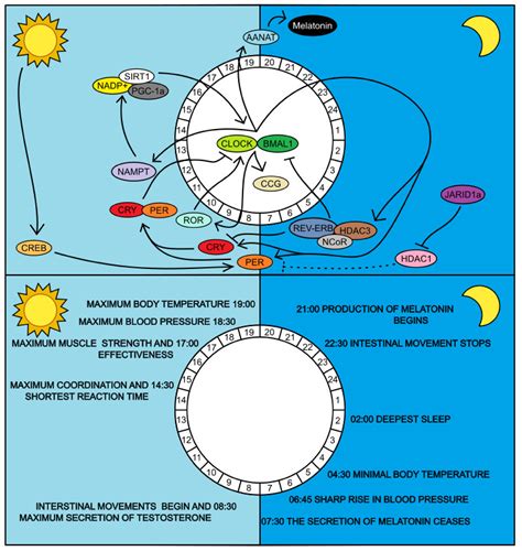 Insulin Circadian Rhythm