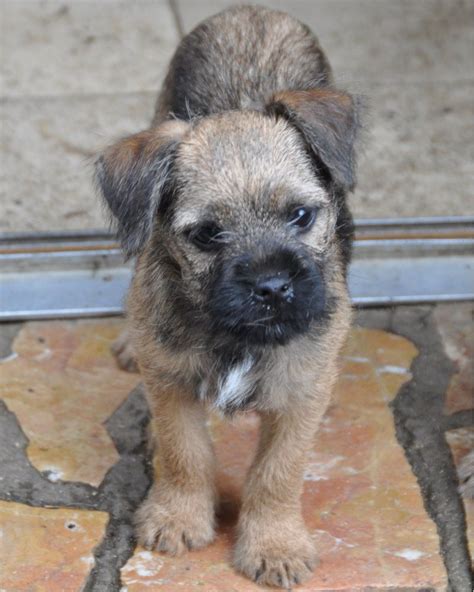 Chiot Elevage Der Landerland Eleveur De Chiens Border Terrier