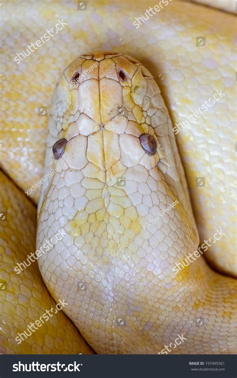 Golden Thai Reticulated Python Close Up Eyes Texture Skin Snake Serpent