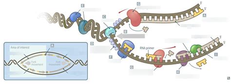 Dna Replication Diagram Quizlet