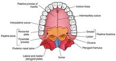 Module 8-Review of Velopharyngeal Anatomy and Physiology flashcards ...