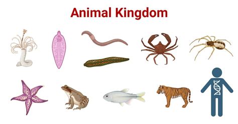 Animal Kingdom Definition Characteristics Phyla Examples