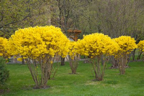 Forsythia Stock Photos, Pictures & Royalty-Free Images - iStock