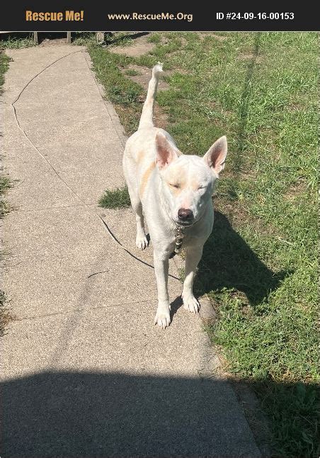 Adopt Lab Rescue Norfolk Ne