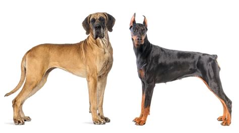 Great Dane Vs Doberman – What Should You Choose?