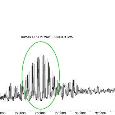 Deconvoluted ESI MS Spectrum Of The TriLink EPO MRNA 858 Nucleotides