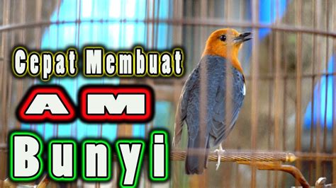 CEPAT MEMBUAT BUNYI ANIS MERAH ANIS MERAH GACOR MEMANGGIL YouTube