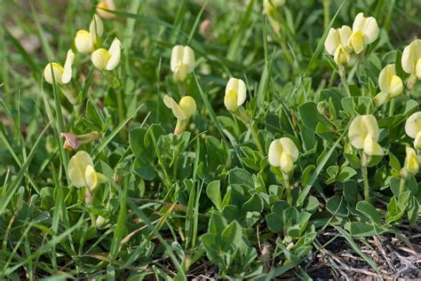 Spargelerbse dein Garten ökologisch pflegeleicht