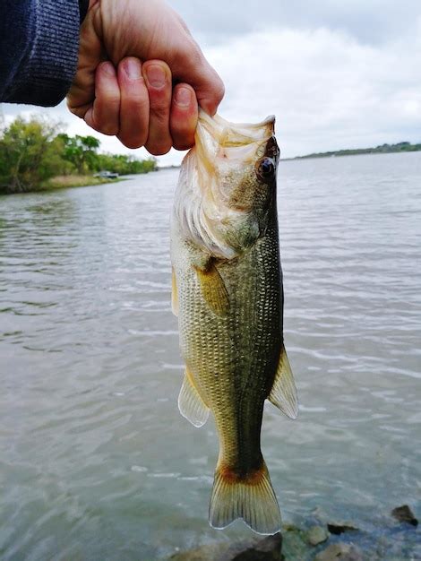 Premium Photo Midsection Of Man Holding Fish