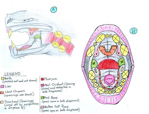 DIAGRAM Thoracic Cavity Diagram MYDIAGRAM ONLINE