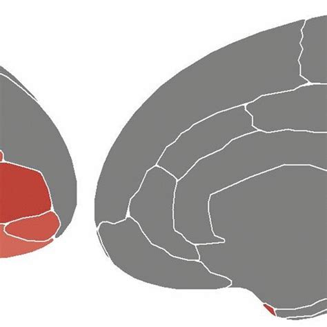 Associations Between Cortical Thickness In 34 Cortical Regions And The