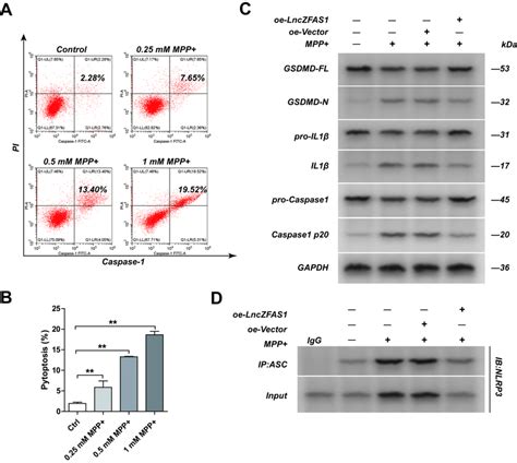 Mpp Induces Sh Sy Y Cells Pyroptosis Through Inammasome Activation A