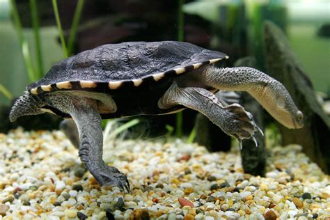 Австралийская змеиношейная черепаха | zoo-ekzo.ru - Экзотические животные