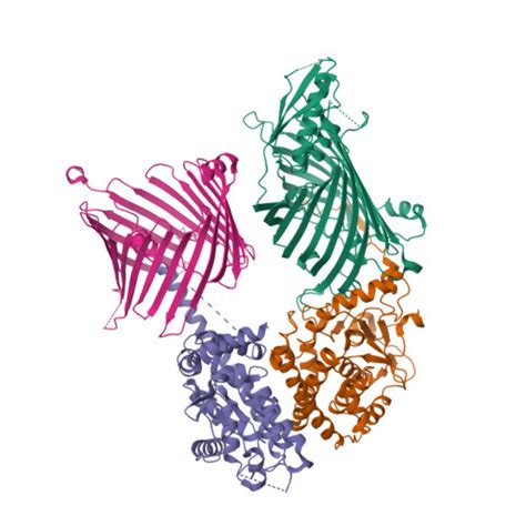 RCSB PDB 7E4H Cryo EM Structure Of The Yeast Mitochondrial SAM Tom40