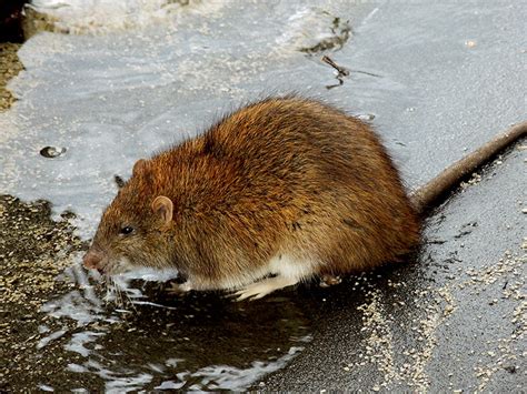 Rata Noruega Rattus Norvegicus EcoRegistros