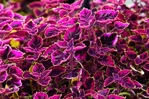 Top 15 Colorful Coleus Varieties To Grow Birds And Blooms