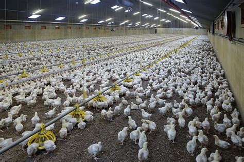 Effects Of Stocking Density On Broiler Production Parameters Poultry