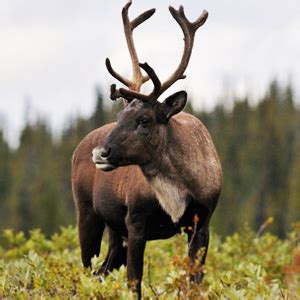 Boreal Forest Animals - Alumn Photograph